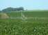 Terra ideal para soja e arroz - uruguai